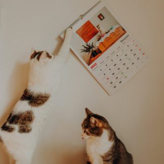 Kalendarz z kotami