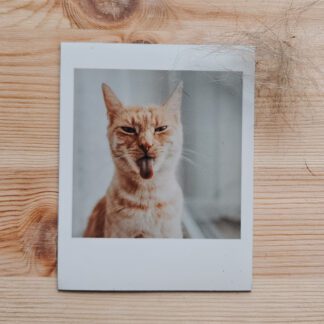 Magnes : Rudy kot wystawiający język