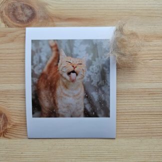 Polaroid: Kot liżący szybę