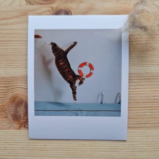 Polaroid: Kot Filemon skaczący do basenu