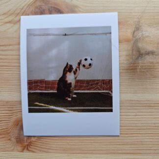 Polaroid: Kot Filemon grający w piłkę nożną