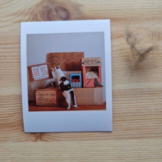 Polaroid: Kocie kino