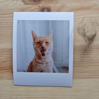 Polaroid: Rudy kot wystawiający język