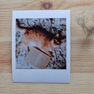 Polaroid: Rudy kociak z książką