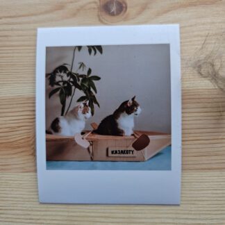 Polaroid: Koty w kajaku