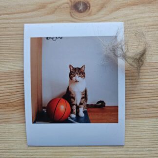 Polaroid: Kot Filemon - koszykarz
