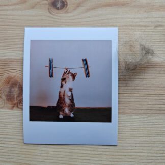 Polaroid: Kot podnoszący ciężary