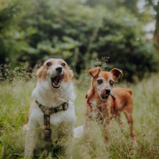 Psiosesja: Pakiet URODZINOWY