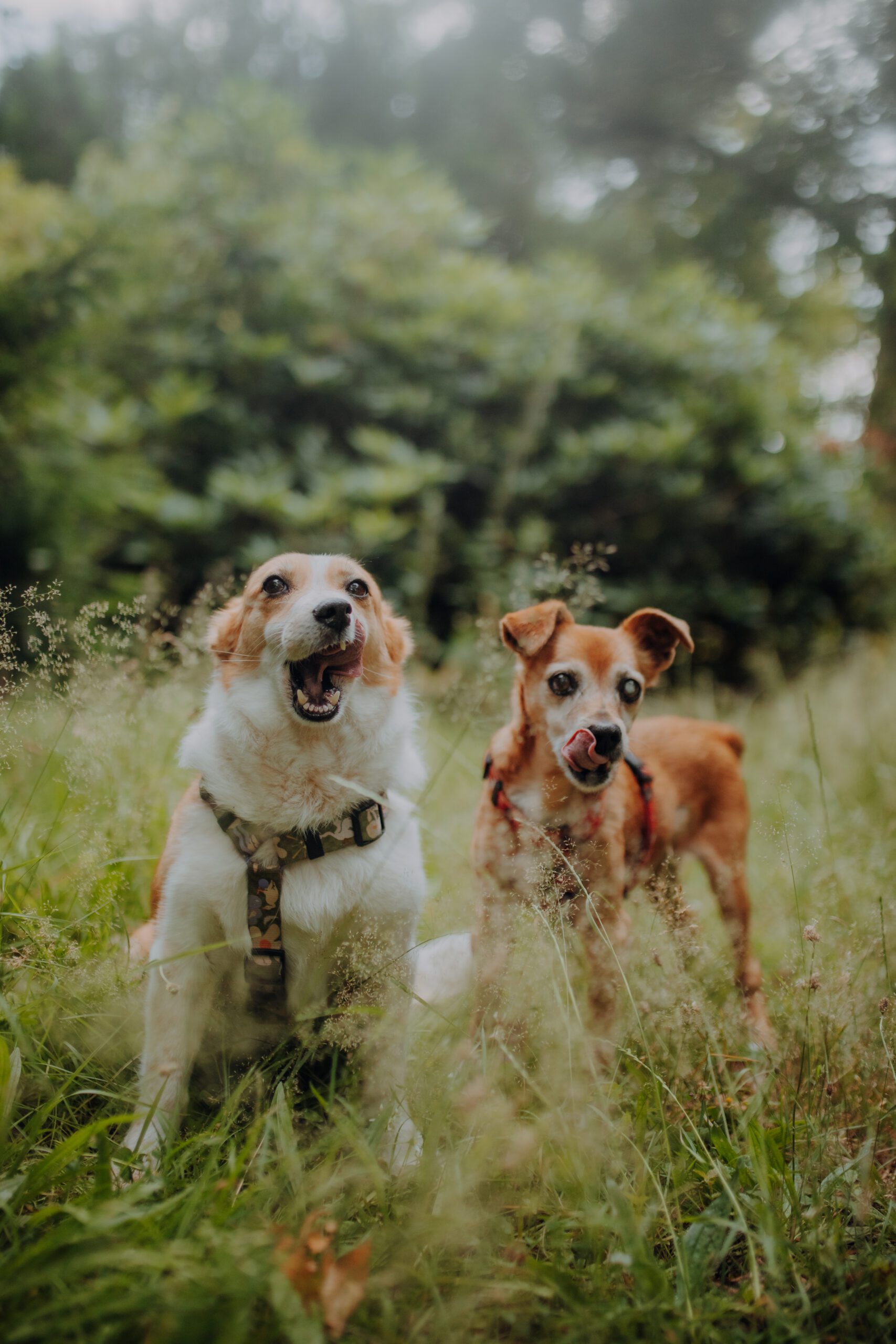 Psiosesja: Pakiet URODZINOWY