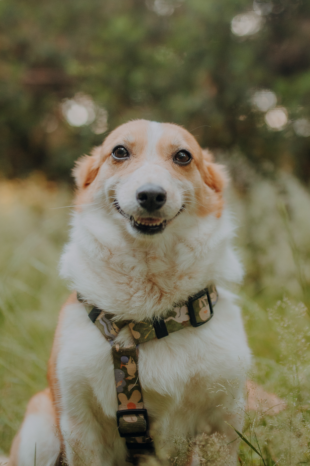 Psiosesja: Pakiet URODZINOWY - obrazek 3