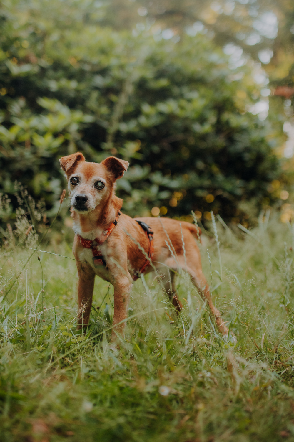 Psiosesja: Pakiet URODZINOWY - obrazek 4