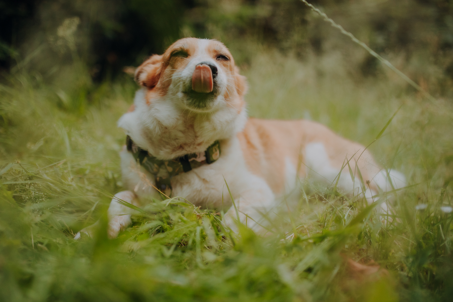 Psiosesja: Pakiet URODZINOWY - obrazek 5