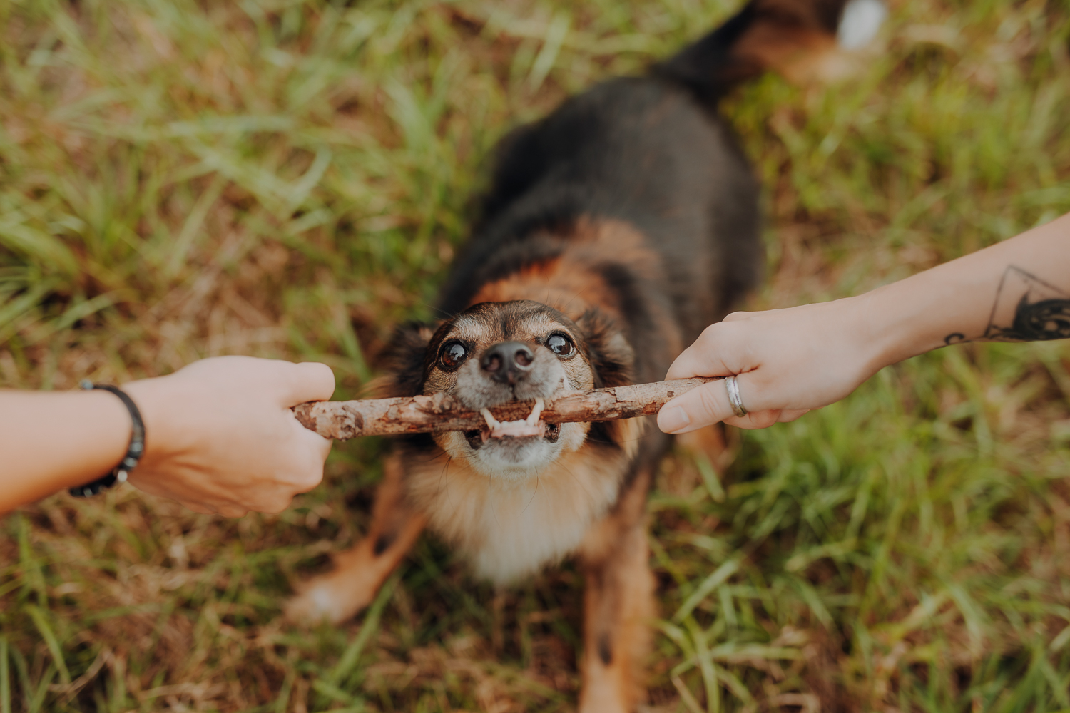 Psiosesja: Pakiet URODZINOWY - obrazek 6