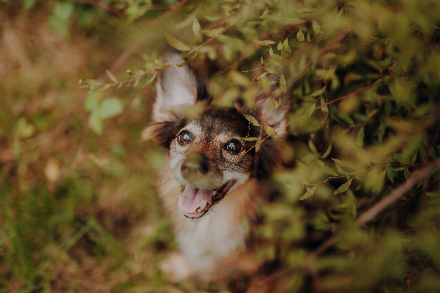 Psiosesja: Pakiet URODZINOWY - obrazek 7