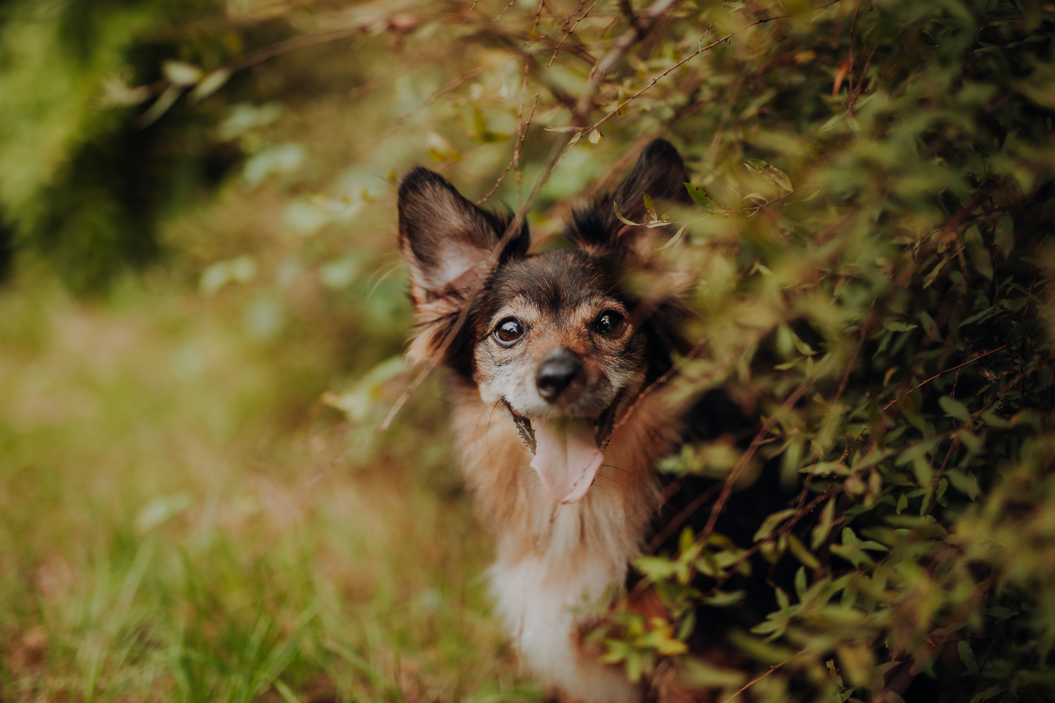 Psiosesja: Pakiet URODZINOWY - obrazek 8