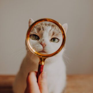 Kotosesja: Pakiet URODZINOWY