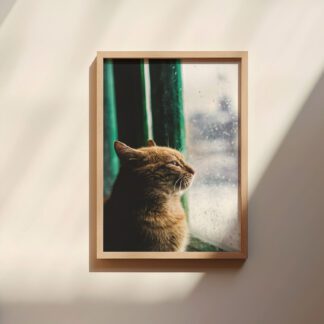 Plakat: Rudy kot